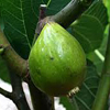 Figs